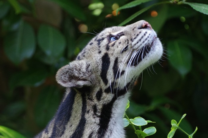 Clouded leopard cub looking up