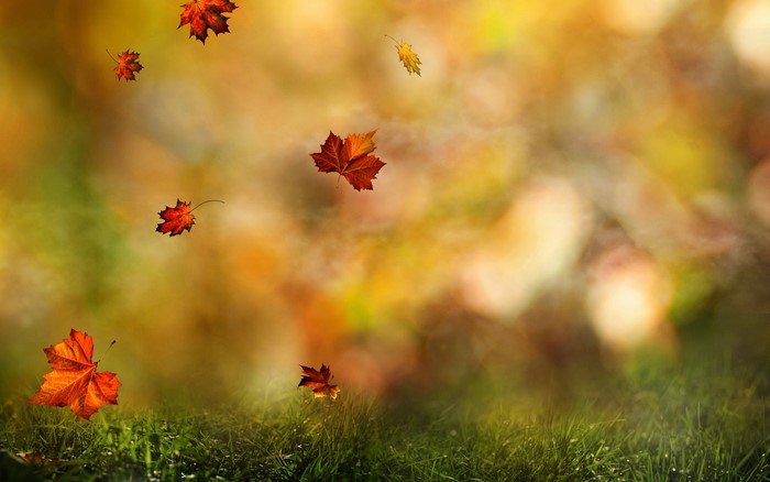 Autumn Leaves Falling on Grass