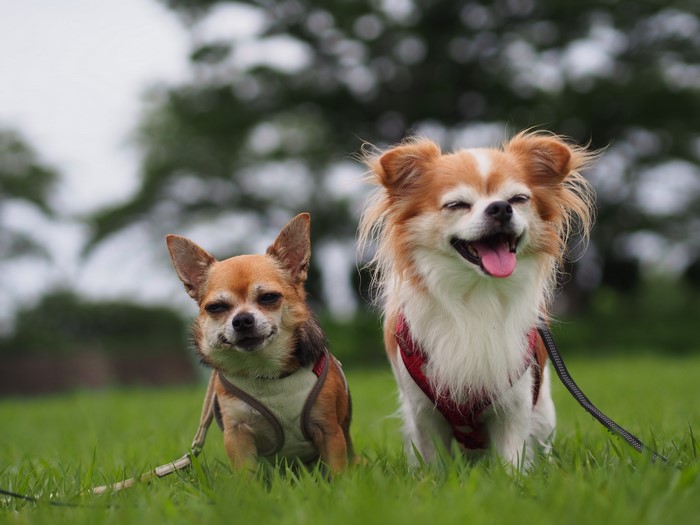 Two Chihuahuas sitting on grass