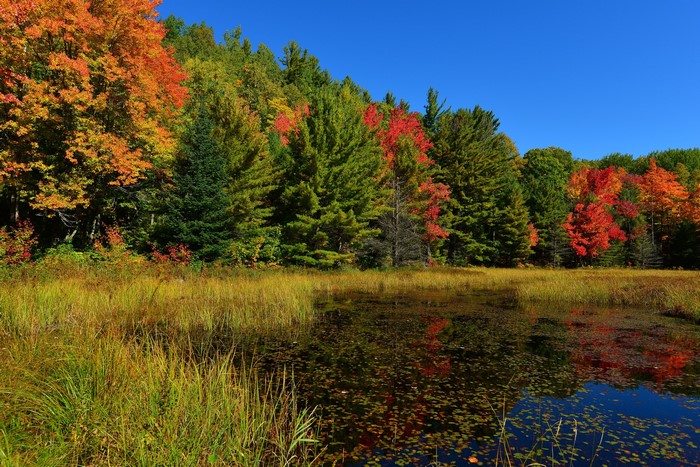 Autumn forest with a swamp and colorful trees