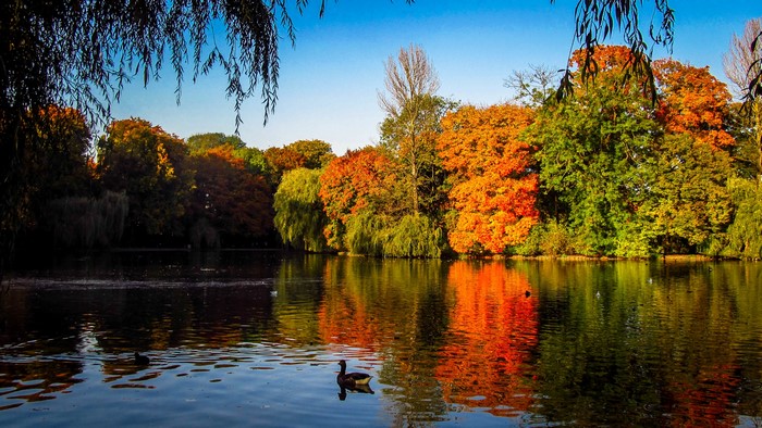 Autumn lake with ducks and colorful trees