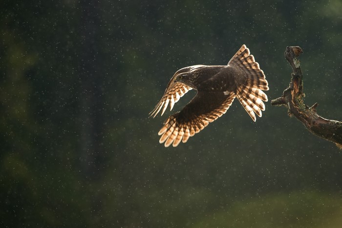 Eurasian sparrowhawk in flight with light rays