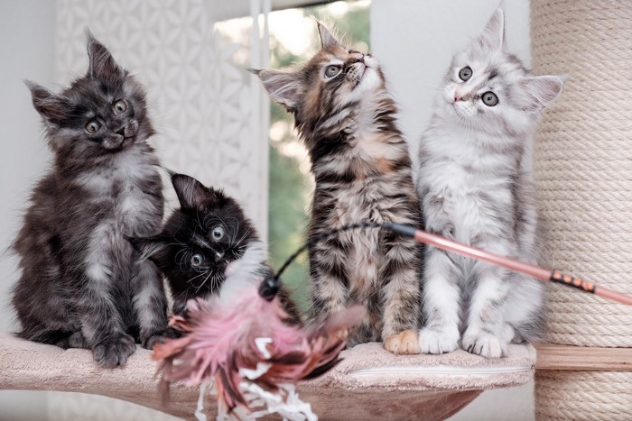 Four Maine Coon kittens playing with a toy