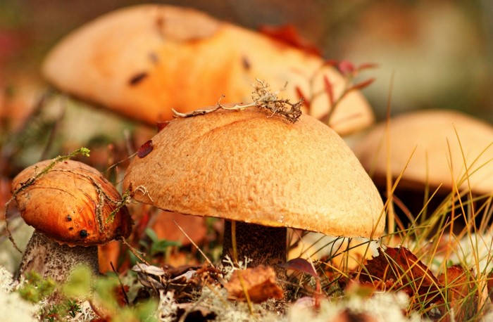 Close-up of orange-capped mushrooms in a forest setting