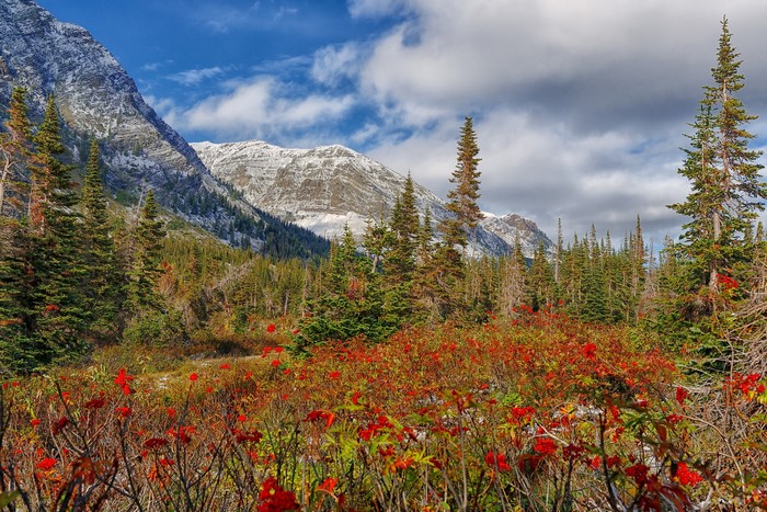 Autumn mountain landscape with red foliage and pine trees