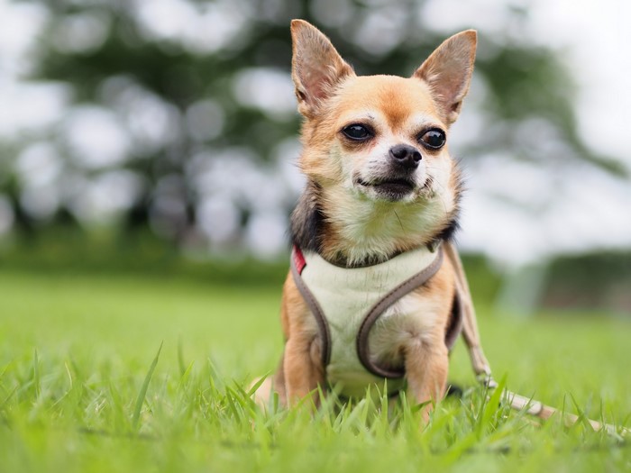 Chihuahua dog sitting on grass
