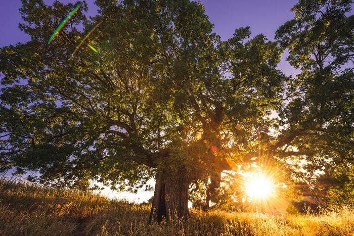 Large oak tree at sunset with sun flares