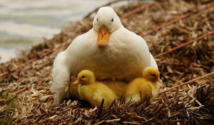 Mother duck with ducklings on nest