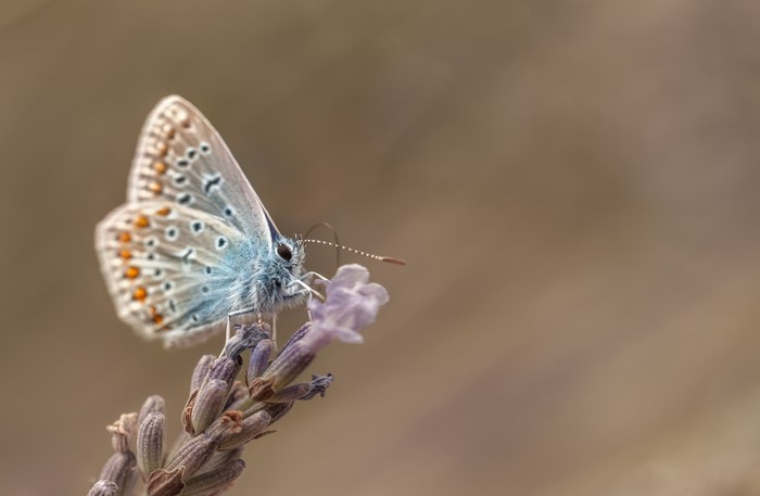 Blue butterfly on a lavender flower