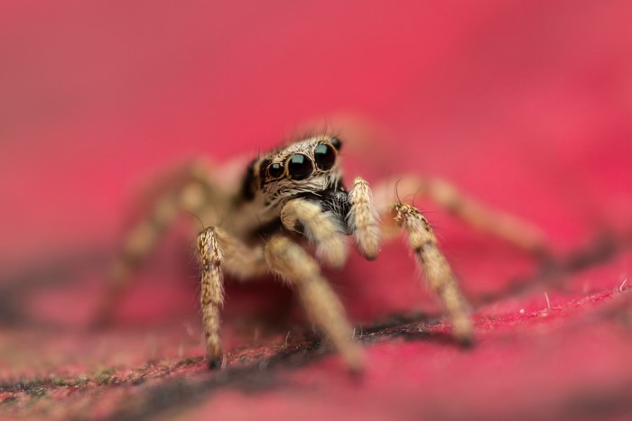 Close-up of a jumping spider on a pink surface