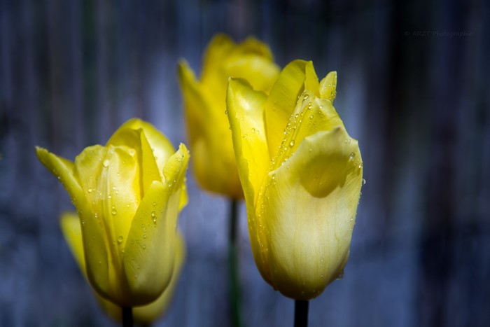 Yellow tulips with water droplets