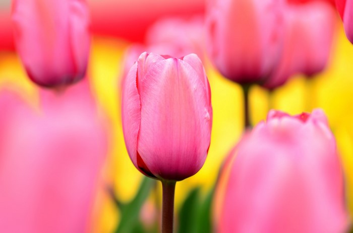 Pink Tulips in a Field
