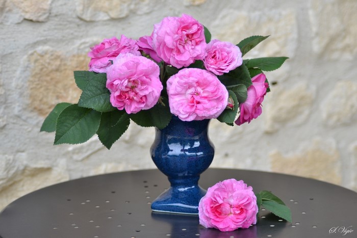 Pink roses in a blue vase on a table