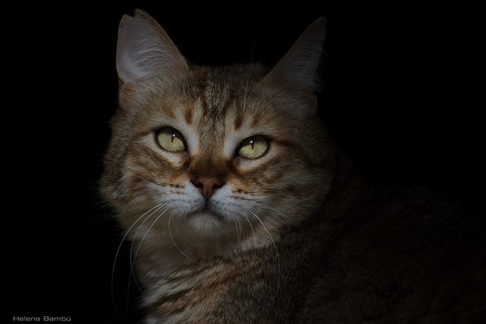 Close-up of a tabby cat's face