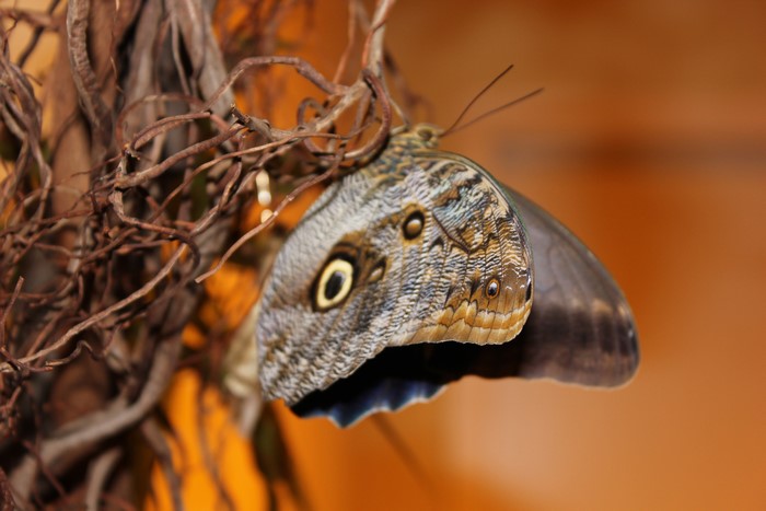 Close-up of a butterfly on branches