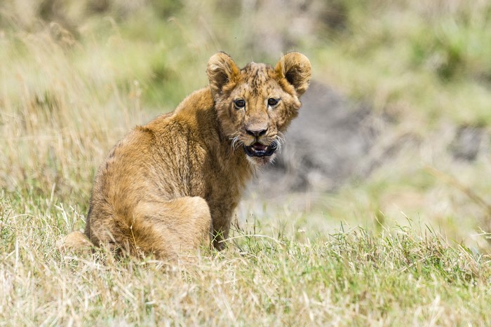 Lion cub sitting in dry grass