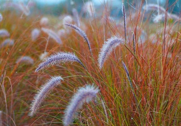 Close-up of ornamental grass with dew drops