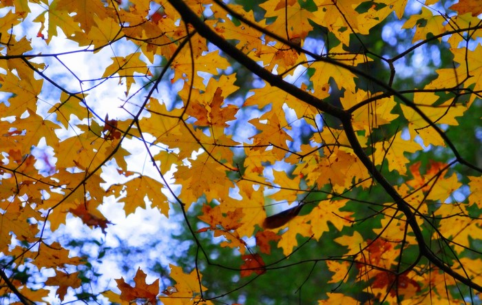Autumn leaves on branches against blue sky
