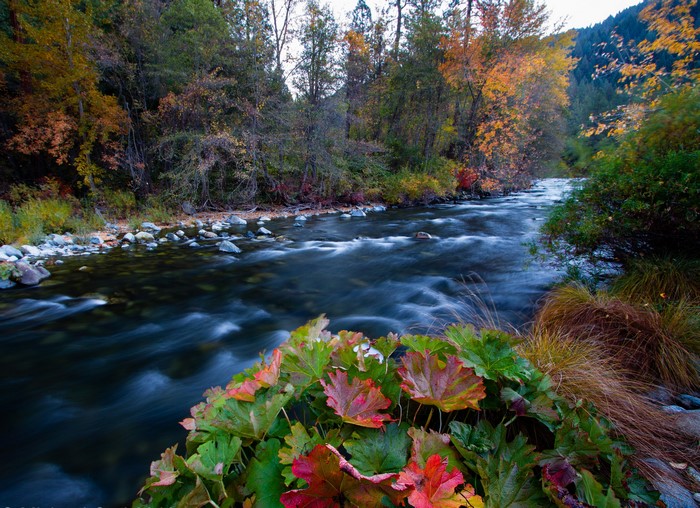 River flowing through an autumn forest