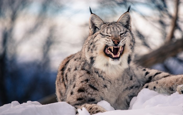 Lynx roaring in the snow