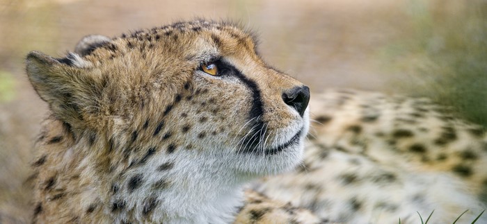 Cheetah head profile