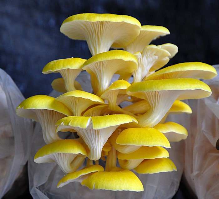 Cluster of bright yellow oyster mushrooms
