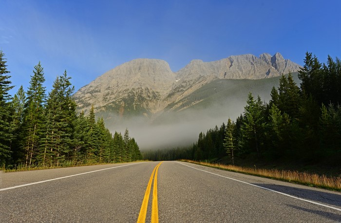 Asphalt road leading to misty mountains and pine forest