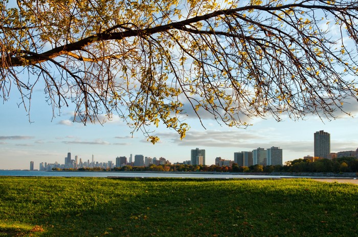 Chicago Skyline from Park with Tree Branches