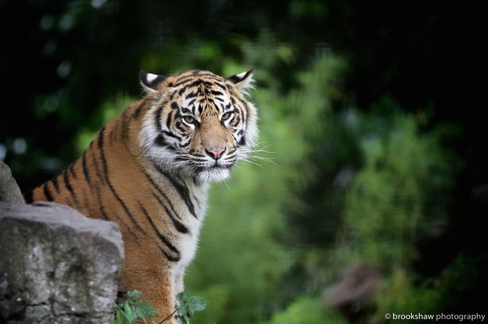 Tiger sitting on a rock