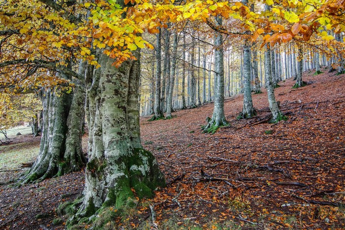 Autumn forest with colorful leaves and tree trunks