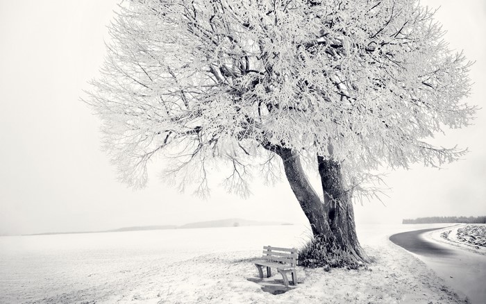 Winter tree covered in frost with a bench and road