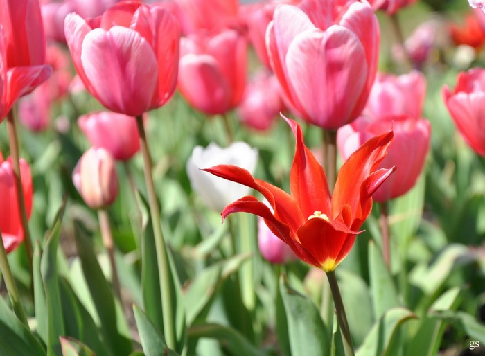 Red and pink tulips in a field
