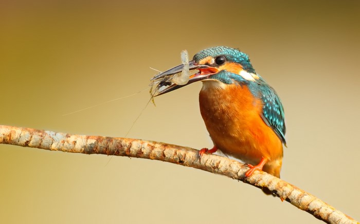 Common Kingfisher with Shrimp on a Branch