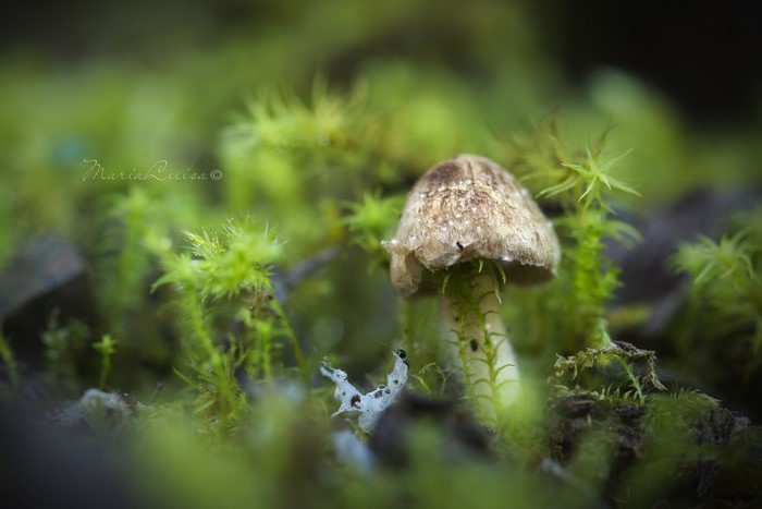 Mushroom growing in moss