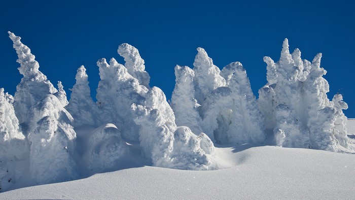 Snow-covered trees in winter landscape