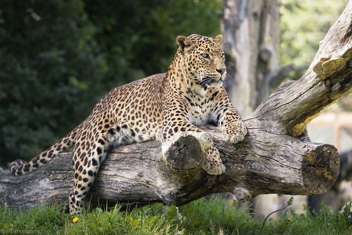 Leopard resting on a fallen tree trunk