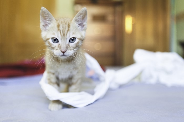 Orange tabby kitten wrapped in white cloth