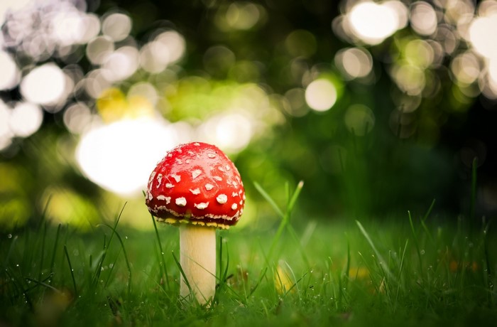 Amanita mushroom in green grass