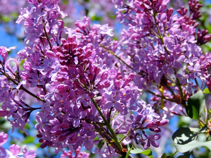 4K Lilac Flowering Trees
