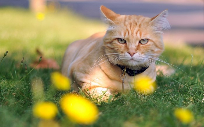 Orange tabby cat lying in grass