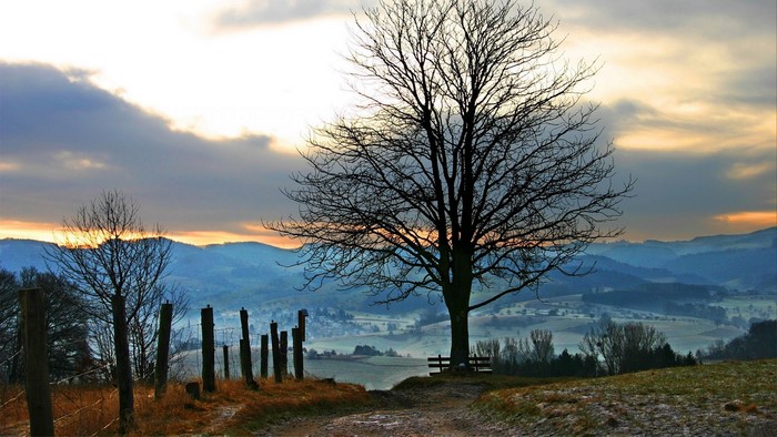 Bare tree on a hill overlooking a valley at sunset