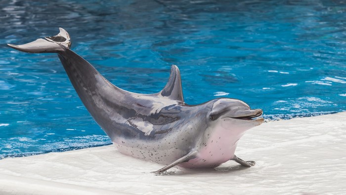 A dolphin in a pool