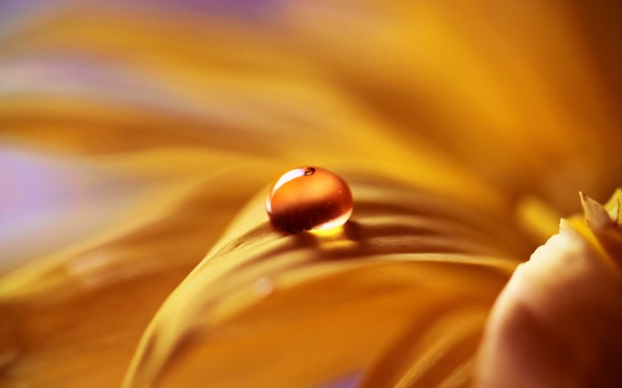 Closeup of a water drop on a yellow flower petal