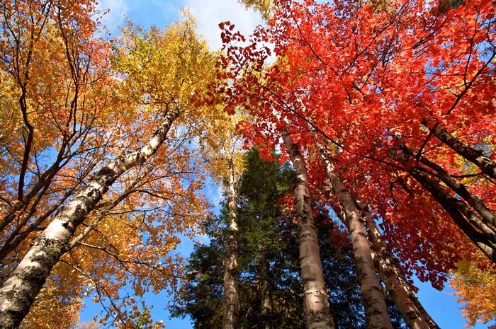 Autumn Birch Trees with Red and Yellow Leaves