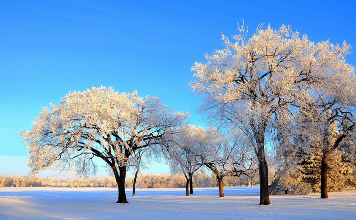 Trees covered in frost in a snowy park under a clear blue sky