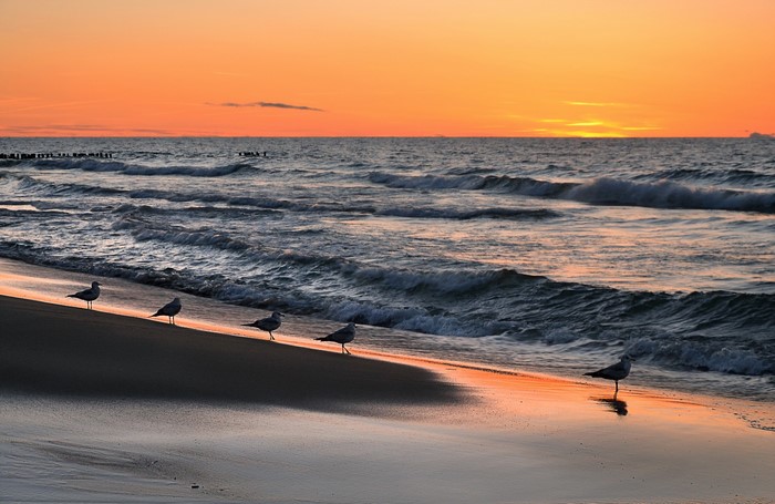 Seagulls on a beach at sunset