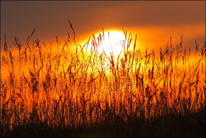 Tall grass silhouetted against a bright sunset