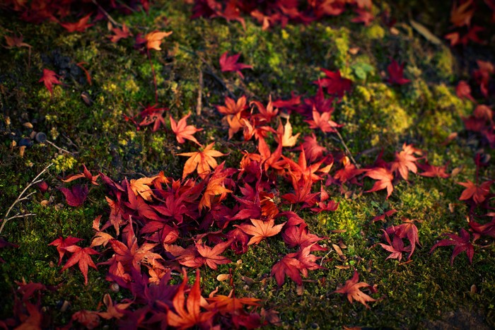 Autumn leaves on mossy ground