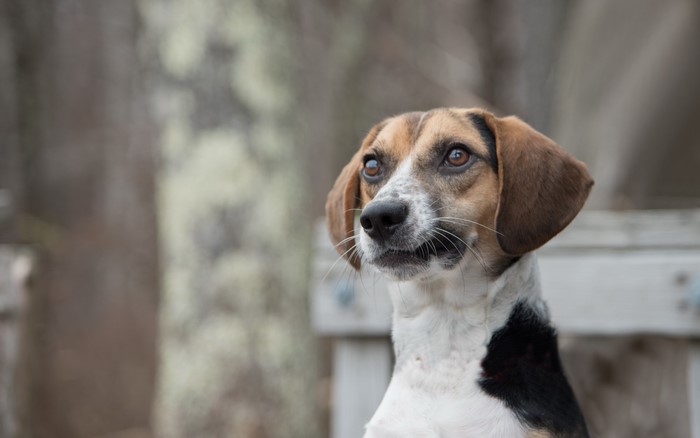 Beagle dog looking to the side