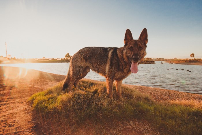 German Shepherd dog standing by a lake at sunset